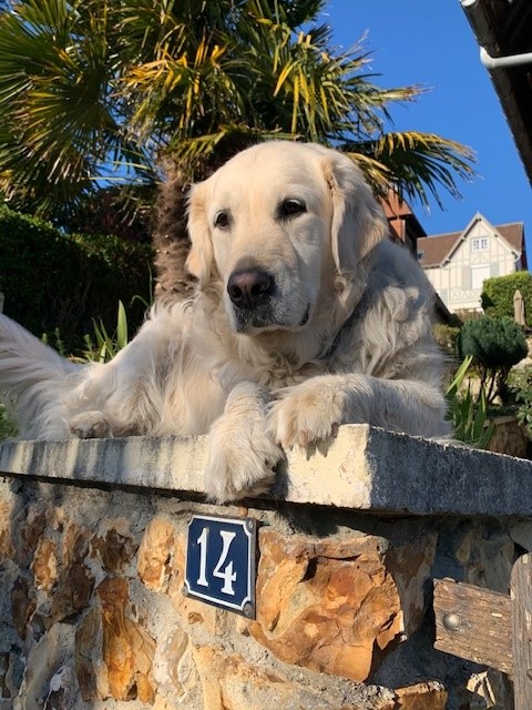 jacotte